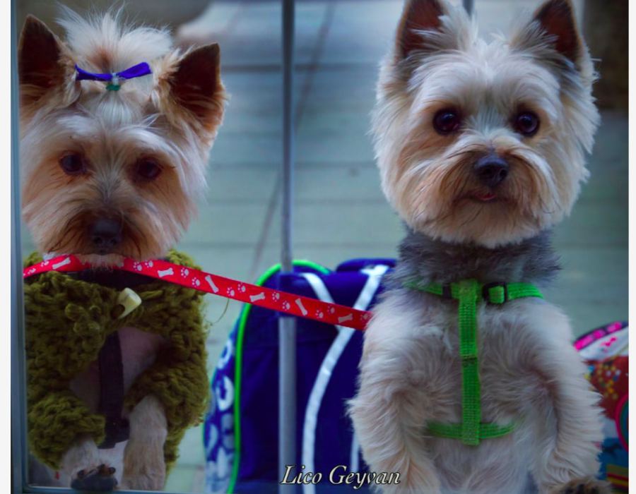 Perritos