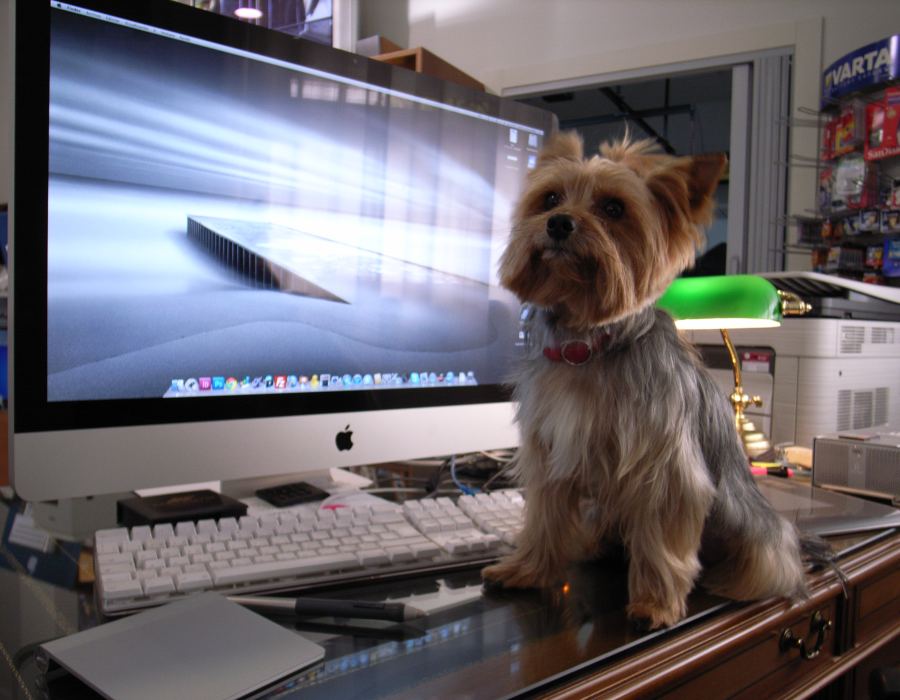 Pinki en su mesa de trabajo